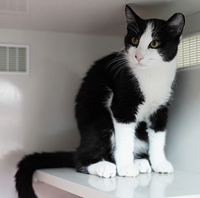 Adopt a friend: Puffin